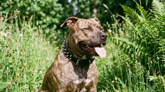 Dåligt rykte: 5 hundraser som är orättvist fruktade