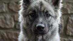 Avslöja myterna: 9 hundmyter du måste sluta tro på