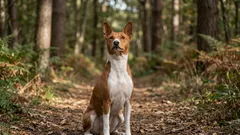 De tysta: 10 av de tystaste hundraserna som inte driver grannarna till vansinne med sitt skällande