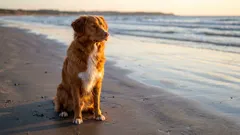 Stora sällskapshundar: Topp 5 raser i rangordning