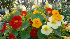 7 hjälpsamma tips för friskare växter på din balkong och i din trädgård