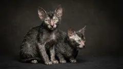 Sällsynta kattraser: 5 fantastiska typer du förmodligen aldrig har hört talas om