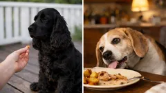 Din hund ”respekterar” dig inte – och det är helt normalt! Hundtränare förklarar varför