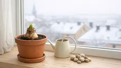 Så får du ridderstjärnan att blomma länge – enkla knep för amaryllis i vinter