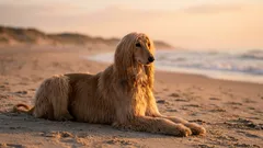 8 hundraser med höga krav på skötsel: kostsamma för både plånbok och nerver