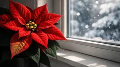 Så får du julstjärnan att blomma om och få färg igen – steg för steg