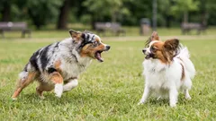 Så får du en hund som skäller på andra hundar att bli lugnare på promenaden