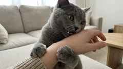 Därför biter katten när du klappar den – signalerna du missar